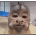 🐒 Monitos 🐒