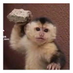 🐒 Monitos 🐒