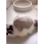 Gatos
