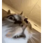 Gatos