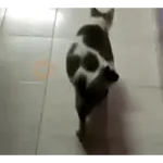 Gatos