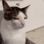 Gatos