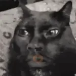 Gatos nachosauriooo