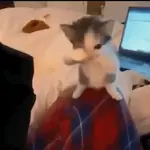 Gatos nachosauriooo