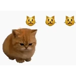 Gatos nachosauriooo
