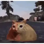 Gatos nachosauriooo