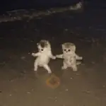 Gatos Dance Tiktok😺🍓