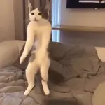 Gatos Dance Tiktok😺🍓