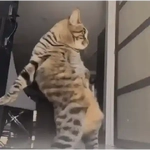 Gatos Dance Tiktok😺🍓