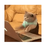 Gatos facheros Moods