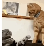 Gatos facheros Moods