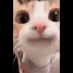 Gatos facheros Moods