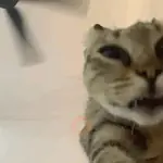 Animal Meme