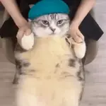 Animal Meme