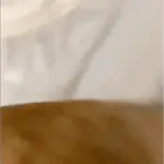 Animal Meme