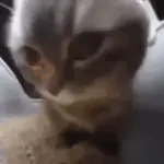 Animal Meme
