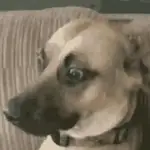 彡🐾Ƙ⃪𝙲ɦᥱᥲ𝛛ᥲ🐾彡
🐶DESCONFIADOS😼