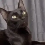 彡🐾Ƙ⃪𝙲ɦᥱᥲ𝛛ᥲ🐾彡
🐶DESCONFIADOS😼
