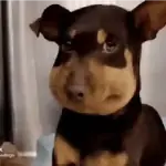彡🐾Ƙ⃪𝙲ɦᥱᥲ𝛛ᥲ🐾彡
🐶DESCONFIADOS😼