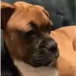 彡🐾Ƙ⃪𝙲ɦᥱᥲ𝛛ᥲ🐾彡
🐶DESCONFIADOS😼