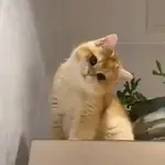 Gatos. | @illvocano  𝐇aki.