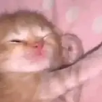 Gatos. | @illvocano  𝐇aki.