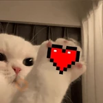 Gatos enamorados - Tiktok 💕❤️