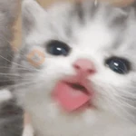 Gatos enamorados - Tiktok 💕❤️