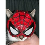 Gato homem aranha