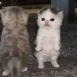 🐈‍⬛🐱🧶 GATOS | CATS 7 🧶🐱🐈‍⬛