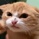 🐈‍⬛🐱🧶 GATOS | CATS 7 🧶🐱🐈‍⬛