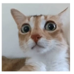 Gatos Gatitos Random 🐱.