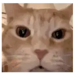 Gatos Gatitos Random 🐱.