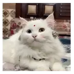Gatos Gatitos Random 🐱.
