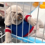 Pibbleschofi