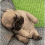 Pibbleschofi