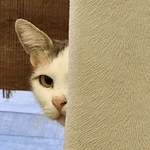 REAJA COMO UM GATO 😸