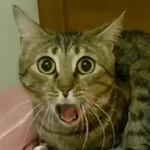 REAJA COMO UM GATO 😸