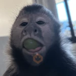monitos variados