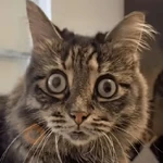Reações gatos