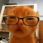 Reações gatos