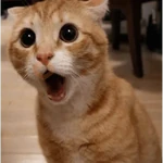 Reações gatos