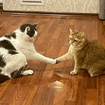 Reações gatos