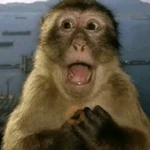 Monky reacciones
