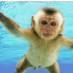 Monky reacciones
