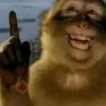 Monky reacciones