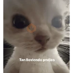 memes