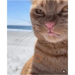 Gato na praia