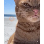 Gato na praia