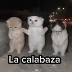 Ardilla 🐿️ Virales de Tiktok